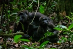 gabon109