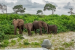 gabon116