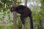 madagaskar101
