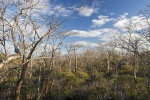 madagaskar114