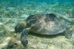 mayotte102