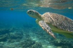 mayotte103