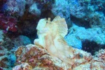 mayotte107