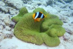 mayotte108