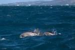 mayotte112