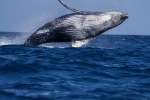 mayotte113