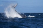 mayotte114