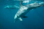 mayotte116