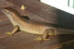 mayotte117